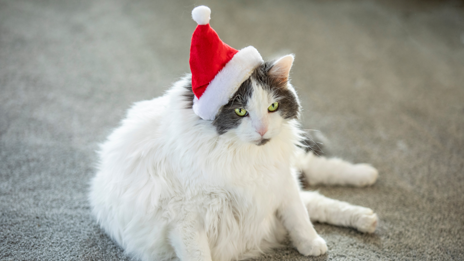 Is It Normal To Gain Weight Over Christmas? A Nutritionist's Guide